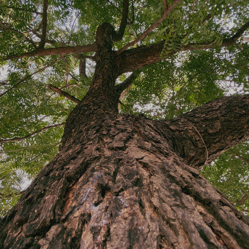  Khaya Senegalensis Bark Extract