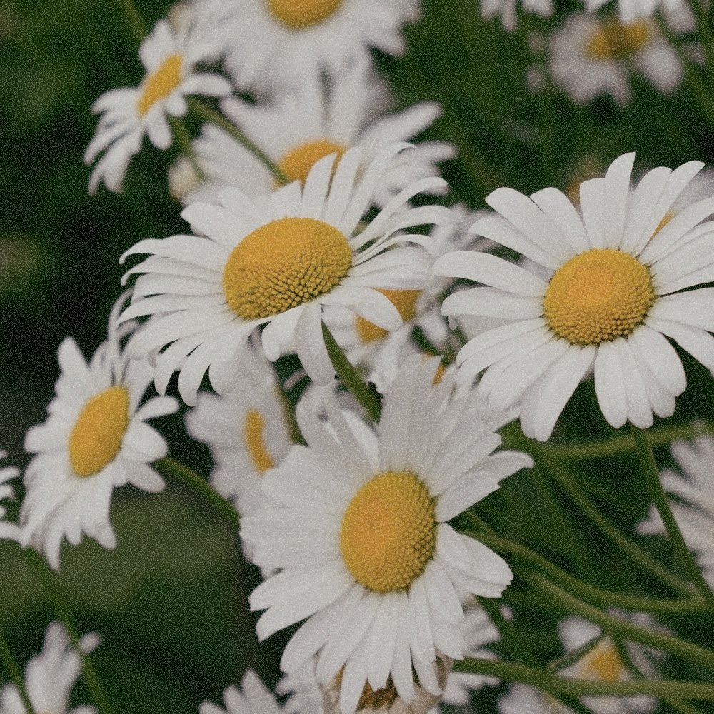 CHAMOMILE EXTRACT
