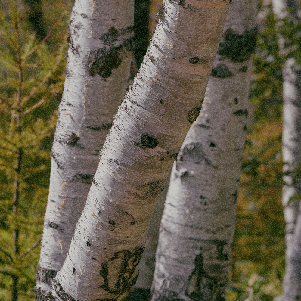  Xylitylglucoside Anhydroxylitol ；Xylitol (AQUAXYLTM)